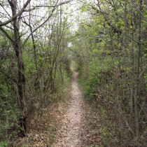 Colline di Pastrengo - Sentiero nel bosco