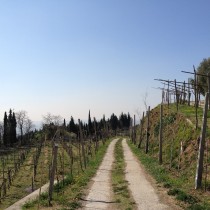 Sopra la pineta di Gargagnago