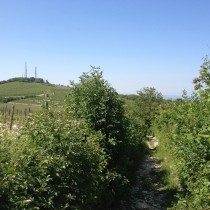 Valpolicella Valdadige - Monte Solane